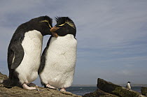Rockhopper Penguin (Eudyptes chrysocome) pair courting, Pebble Island, Falkland Islands