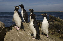 Rockhopper Penguin (Eudyptes chrysocome) group, Pebble Island, Falkland Islands