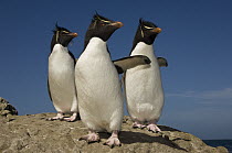 Rockhopper Penguin (Eudyptes chrysocome) trio, Pebble Island, Falkland Islands