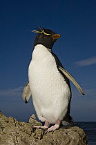 Rockhopper Penguin (Eudyptes chrysocome), Pebble Island, Falkland Islands