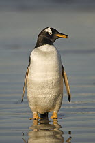 Gentoo Penguin (Pygoscelis papua) on beach, Pebble Island, Falkland Islands
