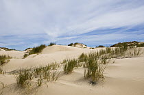 Sand dunes, Pebble Island, Falkland Islands