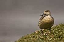 Crested Duck (Lophonetta specularioides), Pebble Island, Falkland Islands