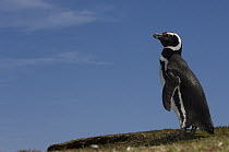 Magellanic Penguin (Spheniscus magellanicus), Pebble Island, Falkland Islands
