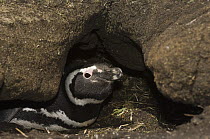 Magellanic Penguin (Spheniscus magellanicus) in burrow, Pebble Island, Falkland Islands