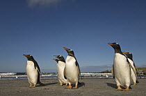 Gentoo Penguin (Pygoscelis papua) group on beach, Pebble Island, Falkland Islands