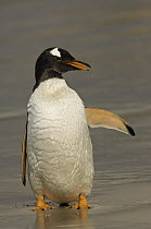 Gentoo Penguin (Pygoscelis papua) on beach, Pebble Island, Falkland Islands