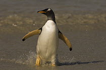 Gentoo Penguin (Pygoscelis papua) walking on beach, Pebble Island, Falkland Islands