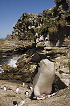 Rockhopper Penguin (Eudyptes chrysocome) group using trail between colony and shoreline, Pebble Island, Falkland Islands