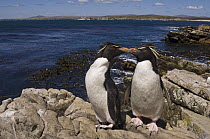 Rockhopper Penguin (Eudyptes chrysocome) pair, Pebble Island, Falkland Islands