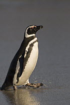 Magellanic Penguin (Spheniscus magellanicus) on beach, Pebble Island, Falkland Islands