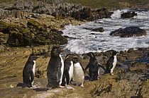 Rockhopper Penguin (Eudyptes chrysocome) group on coastal rocks, Pebble Island, Falkland Islands