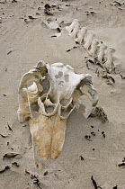 Long-finned Pilot Whale (Globicephala melas) bones, Elephant Beach, northern East Falkland, Falkland Islands