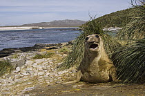 Southern Elephant Seal (Mirounga leonina) weaner on beach, Kidney Island, Falkland Islands