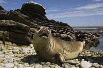 Southern Elephant Seal (Mirounga leonina) weaner on beach, Kidney Island, Falkland Islands