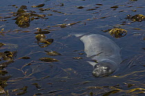 Southern Elephant Seal (Mirounga leonina) weaner in kelp, Kidney Island, Falkland Islands