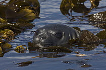 Southern Elephant Seal (Mirounga leonina) weaner in kelp, Kidney Island, Falkland Islands