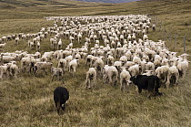 Domestic Sheep (Ovis aries) flock round up by sheep dogs, Falkland Islands