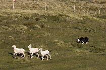 Domestic Sheep (Ovis aries) group herded by sheep dog, Falkland Islands