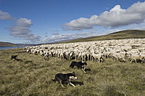 Domestic Sheep (Ovis aries) flock round up by sheep dogs, Falkland Islands