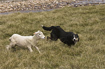 Domestic Sheep (Ovis aries) round up by sheep dog, Falkland Islands