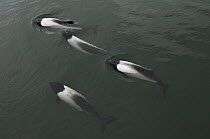 Commerson's Dolphin (Cephalorhynchus commersonii) group surfacing, Port Howard, Falkland Islands