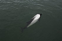 Commerson's Dolphin (Cephalorhynchus commersonii) surfacing, Port Howard, Falkland Islands