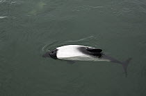 Commerson's Dolphin (Cephalorhynchus commersonii), Port Howard, Falkland Islands