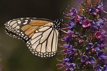 Monarch (Danaus plexippus) butterfly on flower, Monterey, California