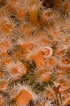 Strawberry Anemone (Corynactis californica) group, Monterey, California