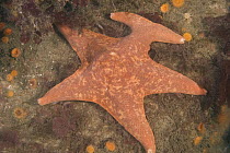 Bat Star (Asterina miniata) with regenerated arm, Monterey, California