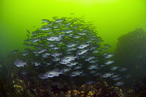 Blue Rockfish (Sebastes mystinus) school swimming near underwater pinnacle, Monterey, California