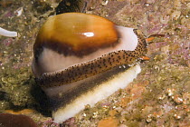 Chestnut Cowry (Cypraea spadicea) with extended mantle, Monterey, California