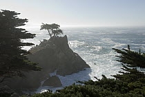 Monterey Cypress (Cupressus macrocarpa) tree, the famous landmark at Pebble Beach in winter, Monterey, California