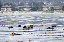 Sea Otter (Enhydra lutris) group in kelp bed, Monterey, California