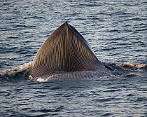 Blue Whale (Balaenoptera musculus) gulp feeding showing expanding ventral pleats, Costa Rica