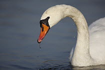 Mute Swan (Cygnus olor) female on Yonne, France