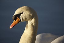 Mute Swan (Cygnus olor) male on Yonne, France