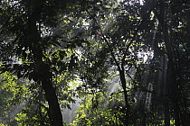 Sunlight coming through rainforest canopy, Cameroon