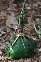 Ngongo (Megaphrynium macrostachyum) leaf used by the Baka people to carry food back from the forest, Cameroon