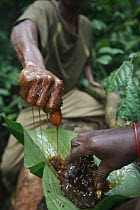 Baka men collecting honey, Cameroon