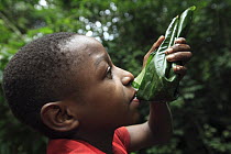 Baka child using a leaf to eat honey, Cameroon