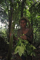Ngongo (Megaphrynium macrostachyum) stems and leaves used by Baka woman to make a mat, Cameroon