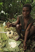 Dried nuts collected by Baka woman, Cameroon