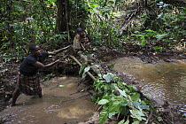 Baka woman using small dam in stream to catch fish, Cameroon