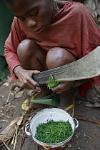 Baka woman is cutting very thin pieces of a leaf for food, Cameroon