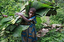 Baka woman is the oldest in the community and still carries leaves to cover a hut, Cameroon