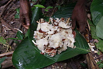 Ngongo (Megaphrynium macrostachyum) leaf used by the Baka people to carry mushrooms back to camp, Cameroon