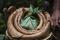 Ngongo (Megaphrynium macrostachyum) fabricated basket used to carry food, Cameroon