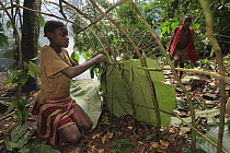 Ngongo (Megaphrynium macrostachyum) leaves used by Baka girl to make a Mongolu, a hut made from sticks and leaves, Cameroon